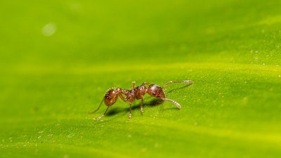 Broken Arrow Flea Ant Control