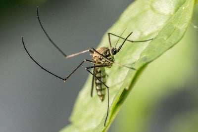 Jenks, OK Mosquito Control